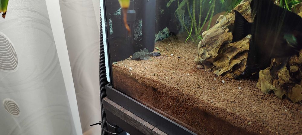 Продавам малки черни Молинезии и няколко средно големи Анцистроси