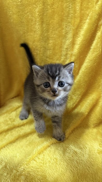 Котята золотые Шиншиллы