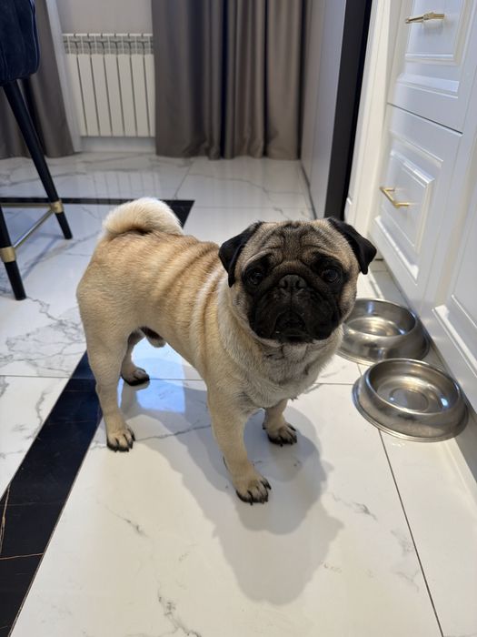 Вязка мопса  1.5 года кобель