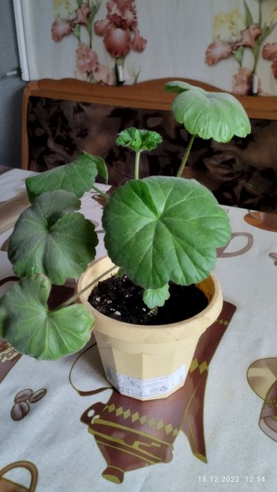 Красная герань на продажу