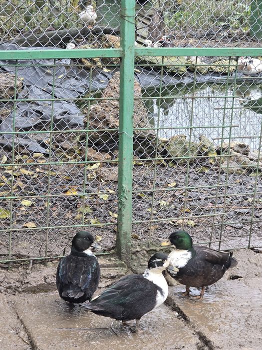 Rate pitice olandeze 2025