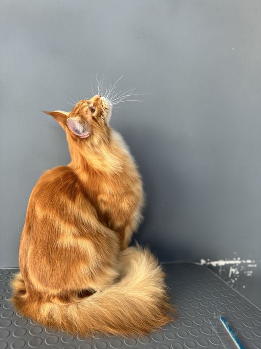 Груминг салон для собак и кошек