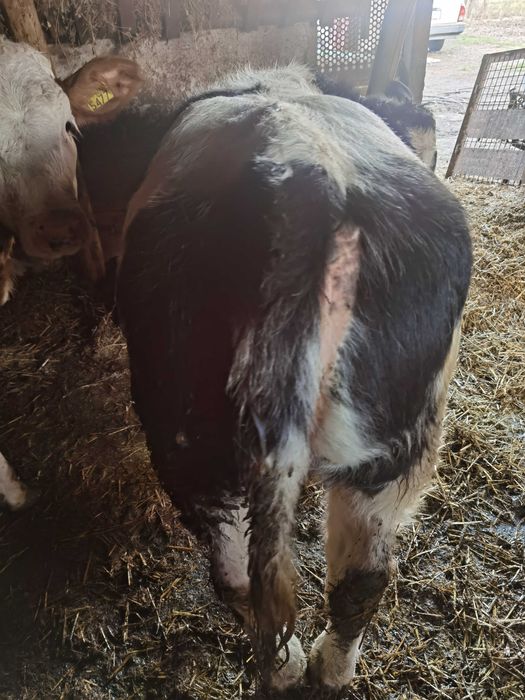 De vanzare vitea belga 190kg