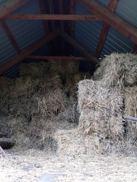 Vând baloți lucernă si fân