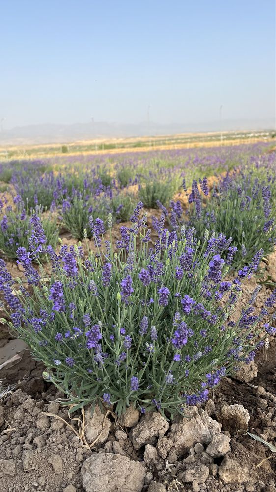 Lavanda optom narxda 30 mingdan boshlanadi