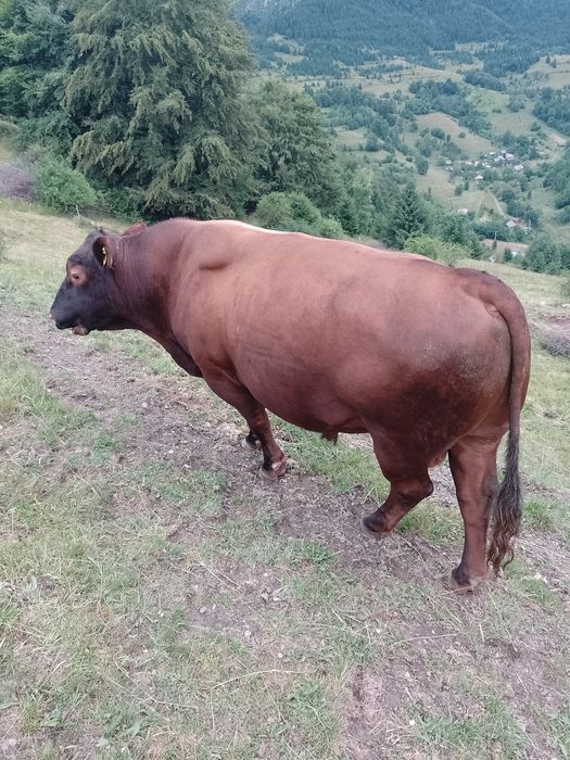 Tăurași de angus cu origine