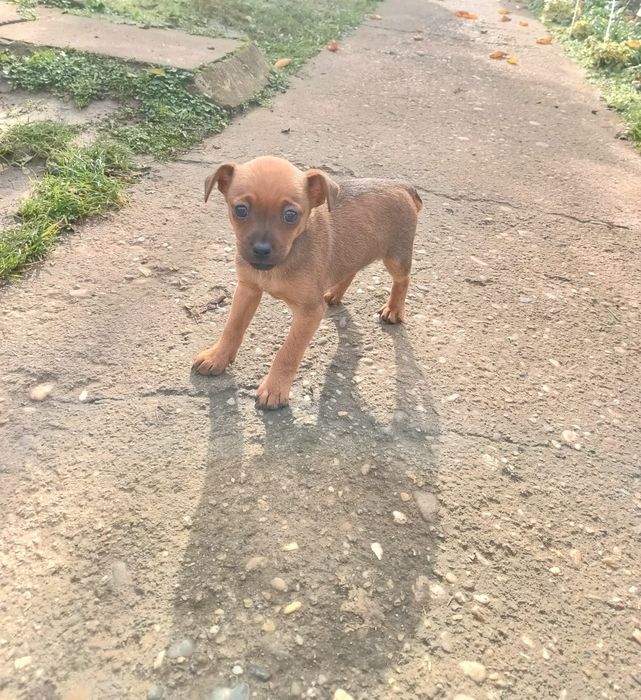 Продавам Мъжко Пинчер