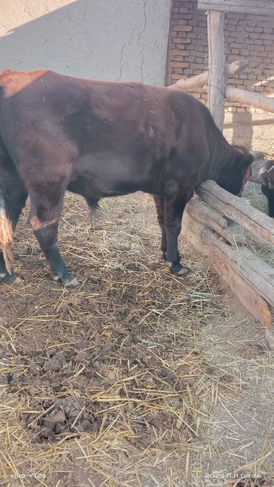 СРОЧНО катта мол ва куй сотилади