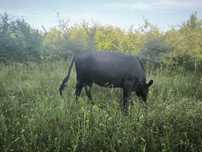 Vitele Angus si metis 1 an -1an jum
