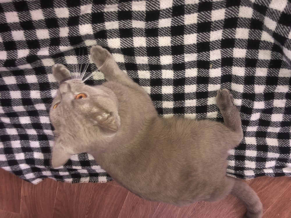 Кот на час ) Чистокровный британец на вязку!
