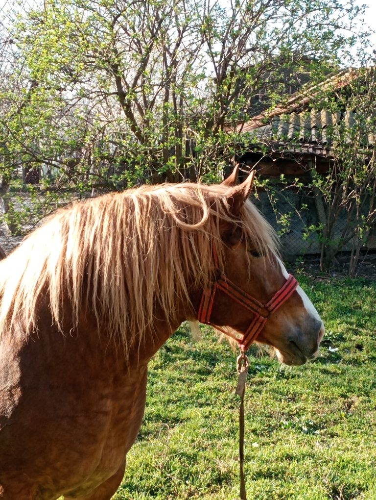 Iapa semigrea vârstă 7ani