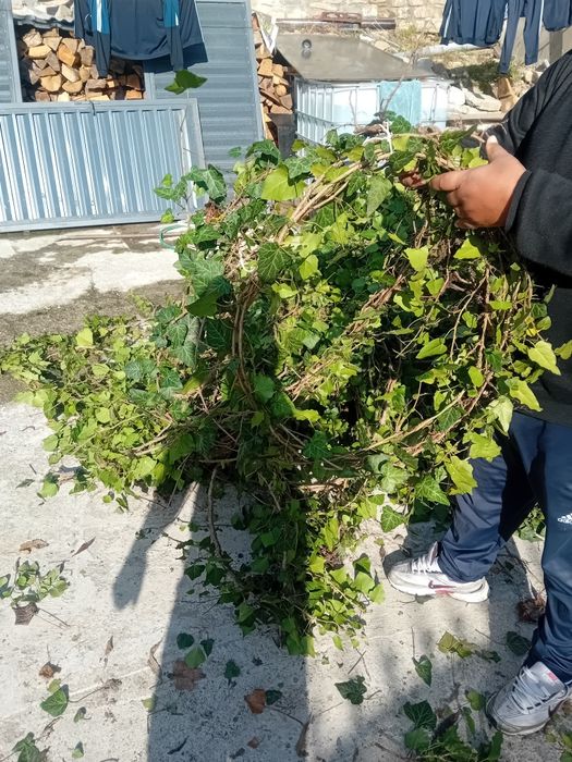 Vând iederă plantă cu frunza veșnic verde