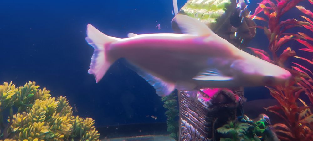 Баликлари сотилади