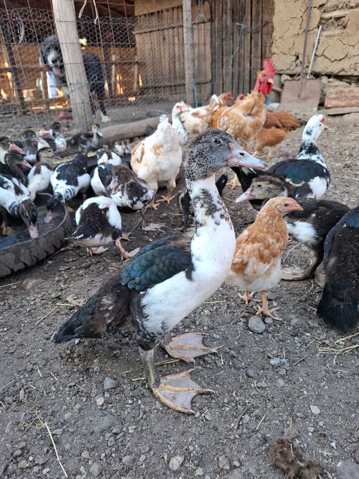 Boboci rața leșească(Cairina moschata.)