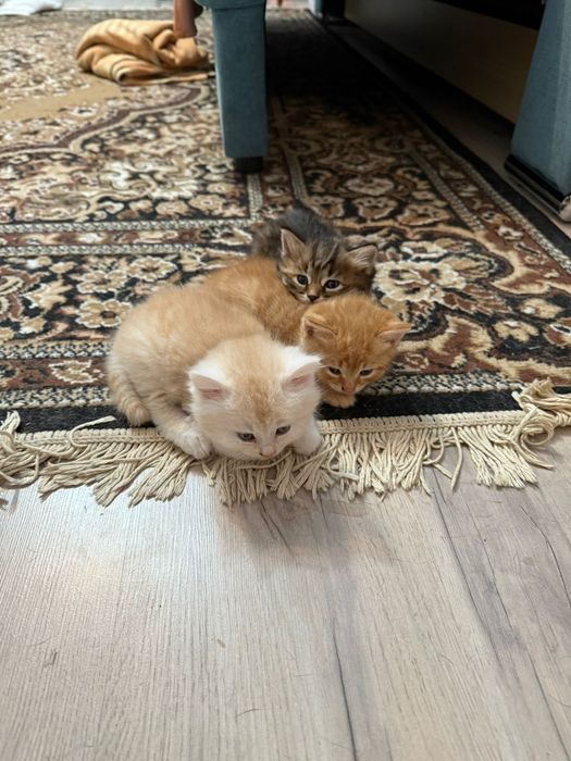 Отдам котят в добрые руки