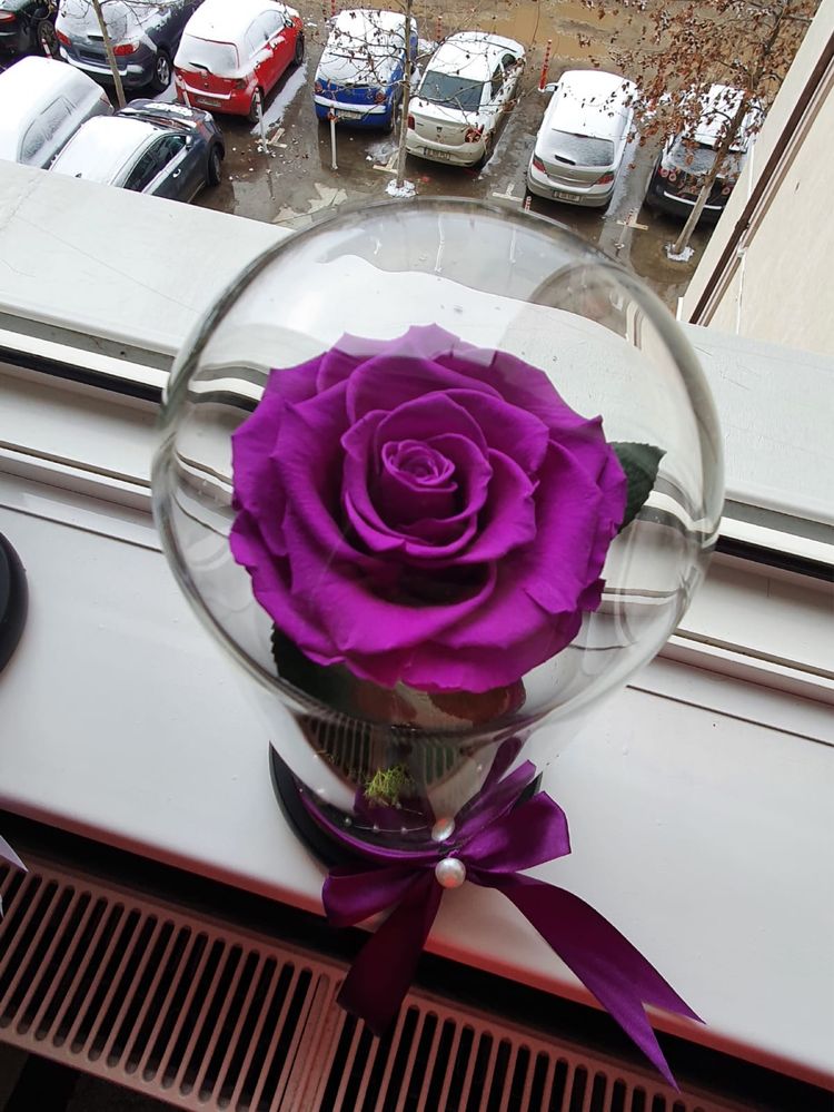 Trandafir mov aranjament in cupola cristalina