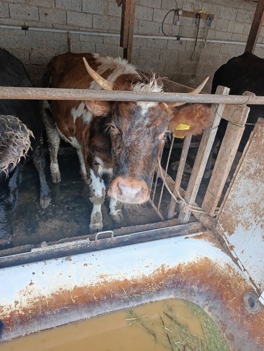 Продам коров на мясо