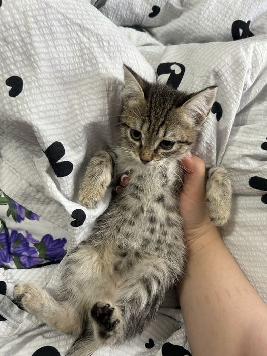 котята даром мальчик и девочка