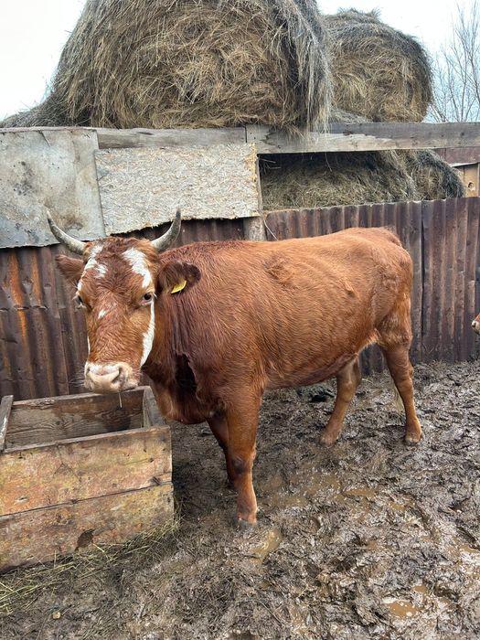 Сиыр сатам 1  туған