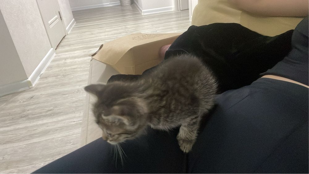 Даю бесплатно, девочка ей всего месяц