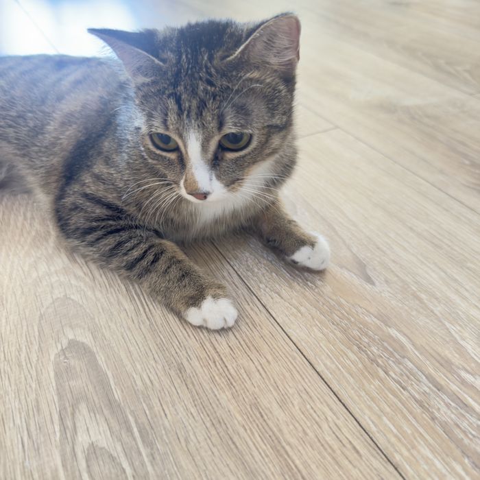 Котенок 11 месяцев