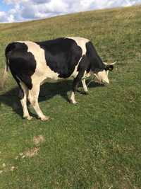 Vaca  de vanzare