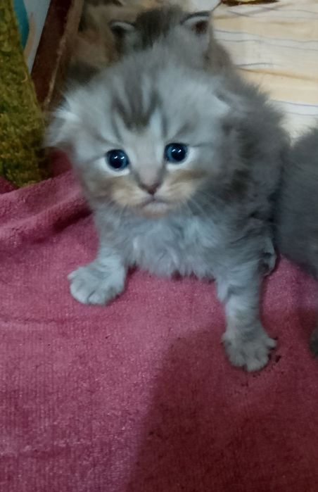 Продам котят породы