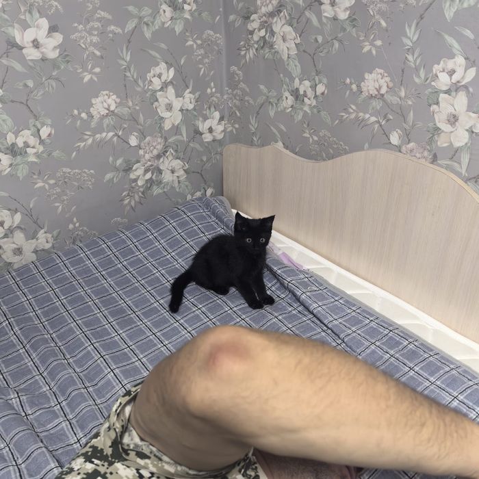 Отдадим а хорошие руки кошечку