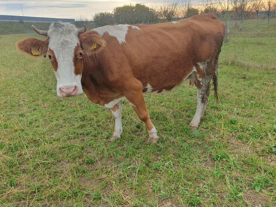 Vand 2 vaci de lapte