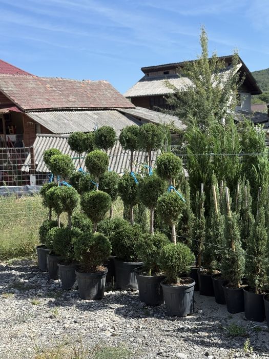 Vând plante ornamentale, calitate extra