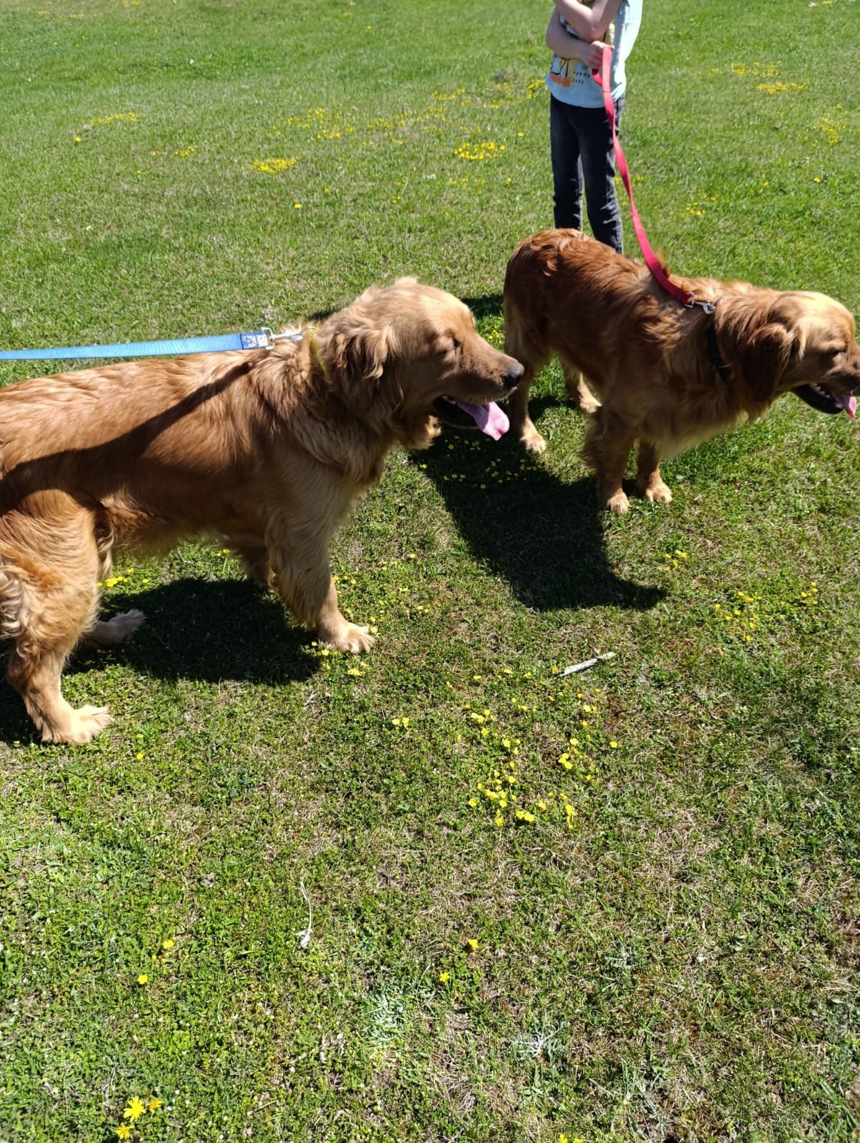 Baietel golden retriever