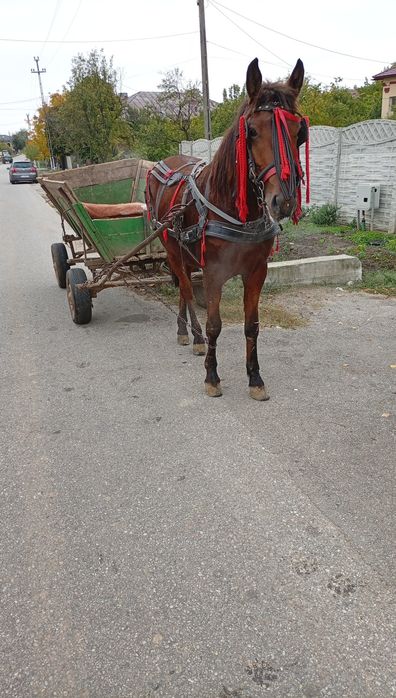 De vânzare  cal de 3 ani  cuminte merge la căruță