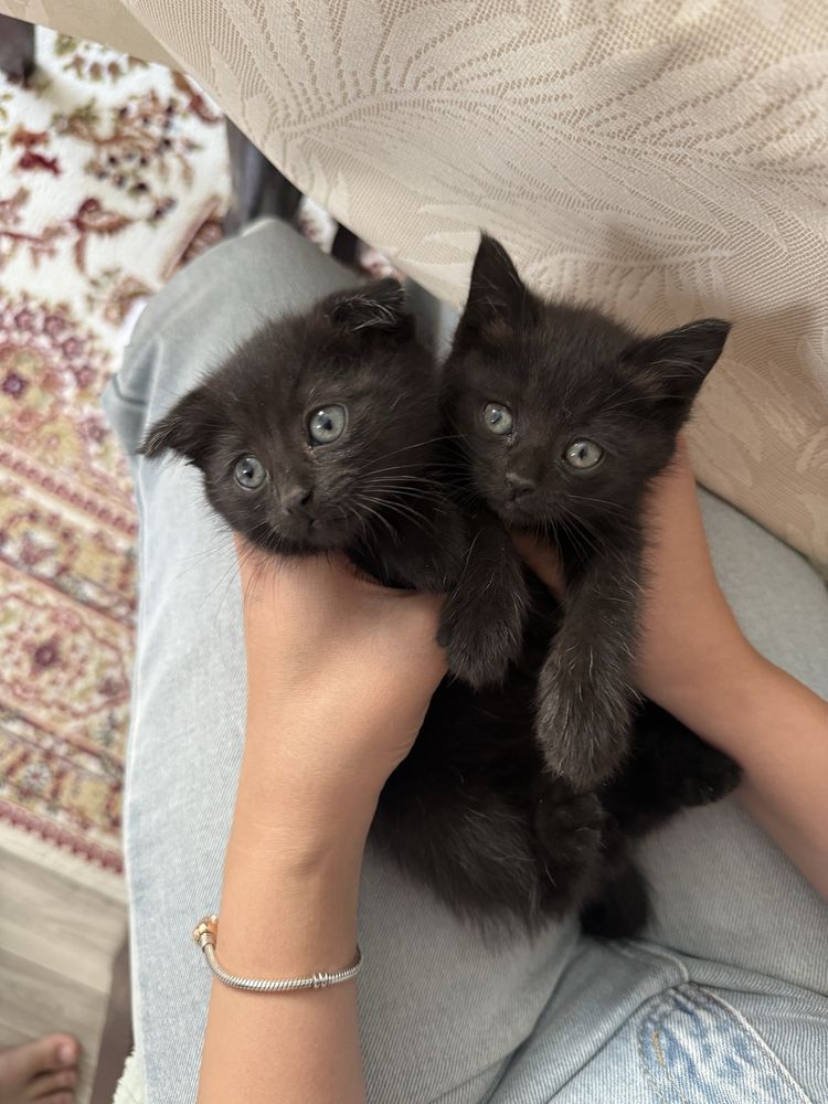 Отдам котят в добрые руки