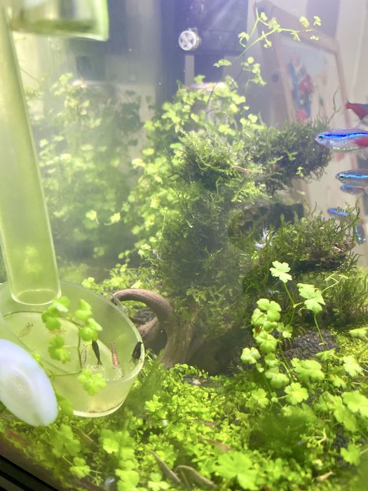 Acvariu nano complet cu pesti si creveti