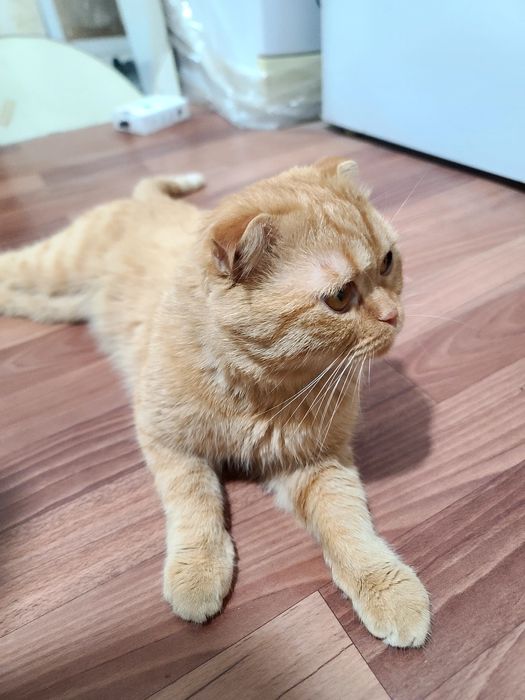 Вязкага скотиш фолд мушук