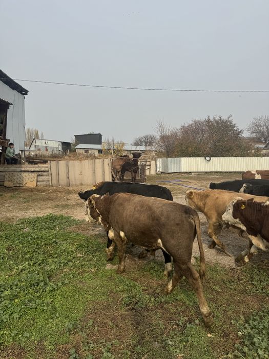 Потсосные бычки.