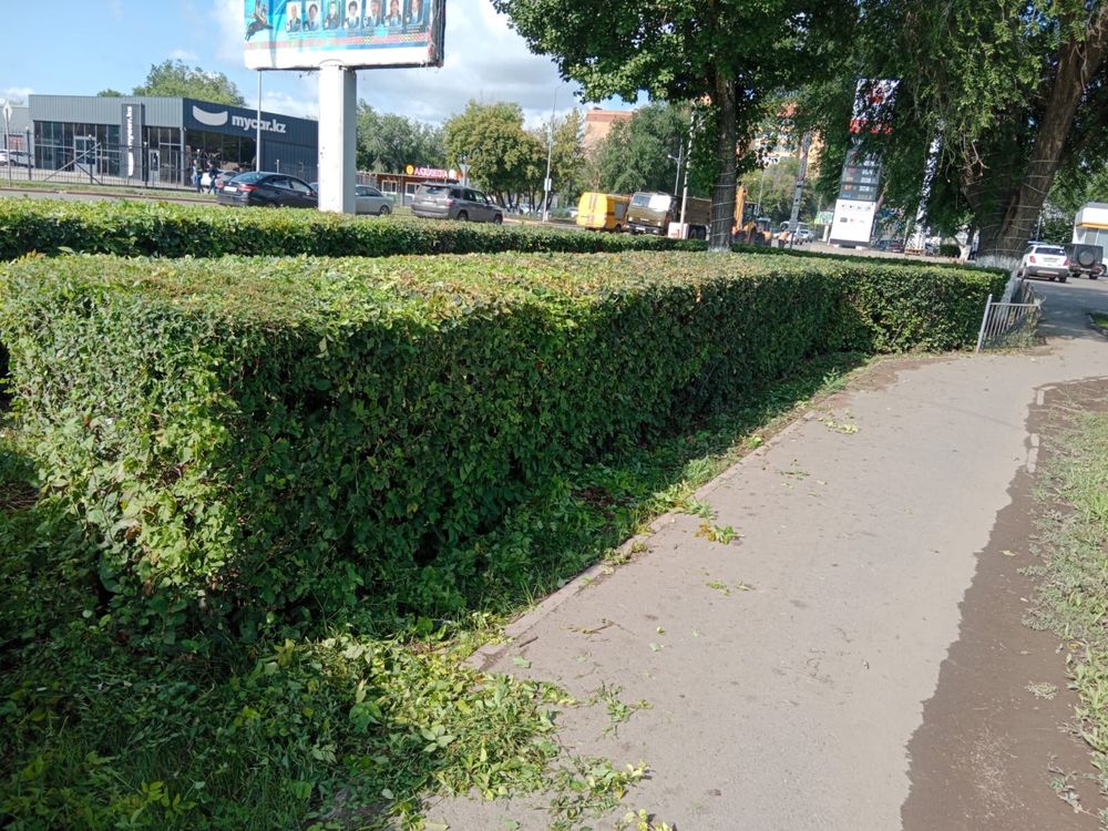 Формовка деревьев.Если что звоните