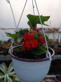 Begonia curgătoare
