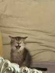 Котенок продается котенок шиншиллы