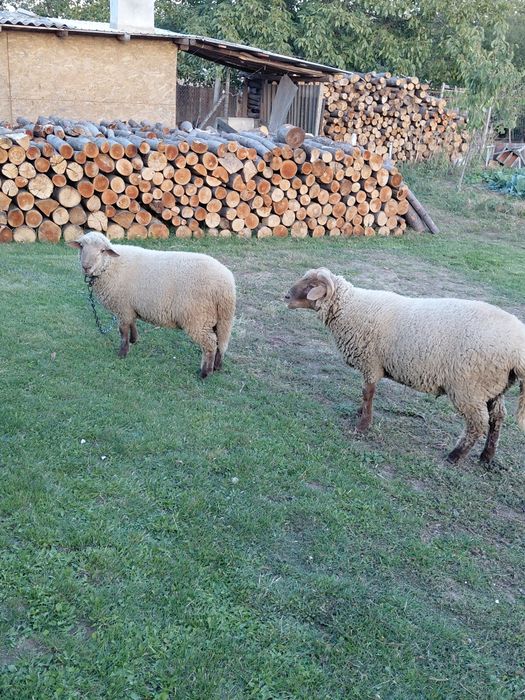 Berbeci  de vânzare