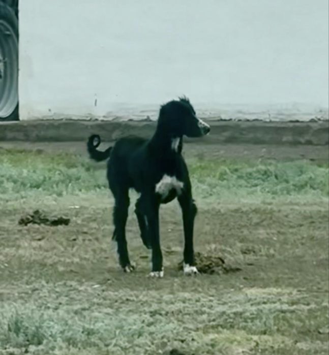 алпауыт тазы күшіктері