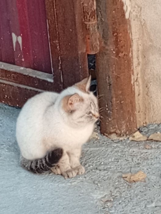 Chiroyli moviy koʻzli mushuk