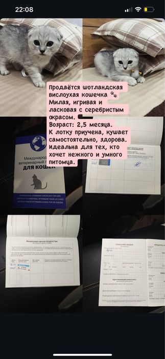Шатланская веслоухая