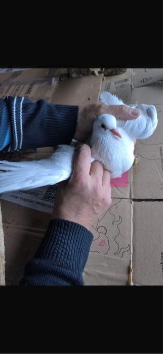 Porumbei De Diferite Rase