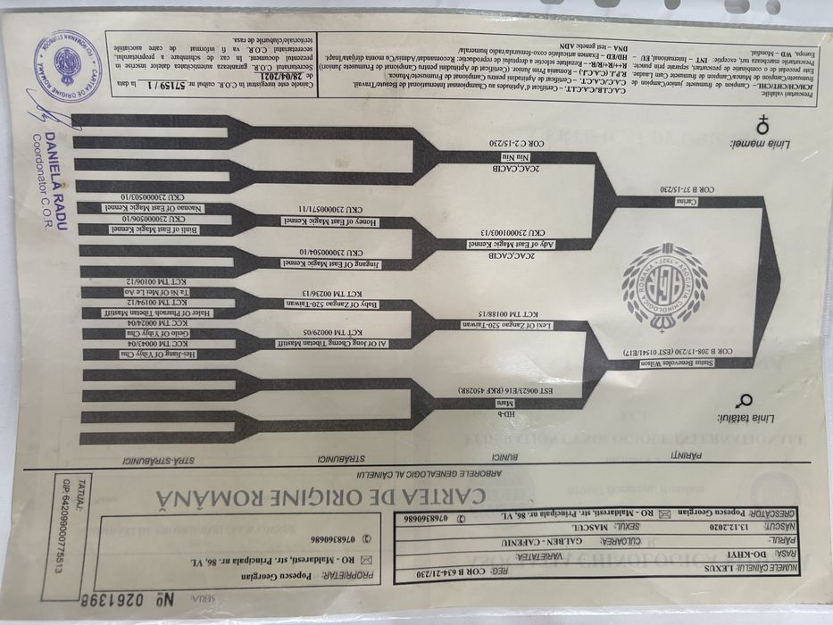 femelă Mastiff Tibetan – 11 luni
