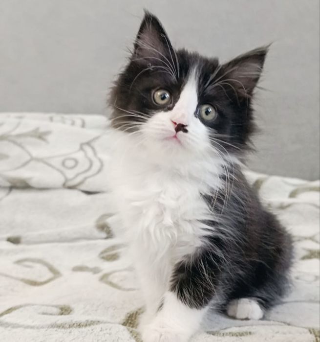 Метисы норвежской лесной — любовь с первого взгляда!