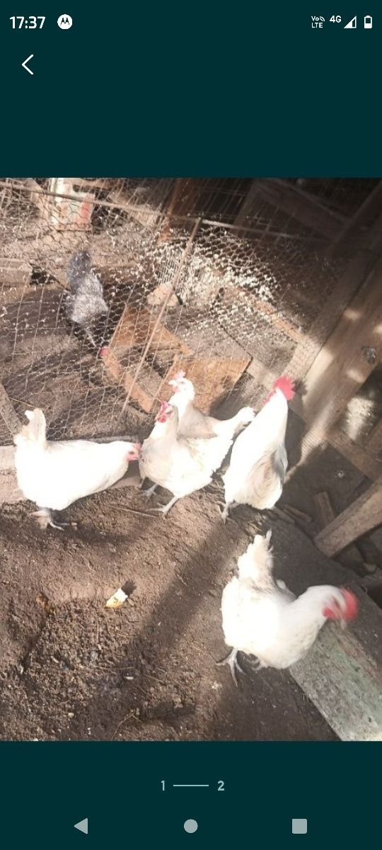 Oua de sussex,pita pinta,leghorn,bresse
