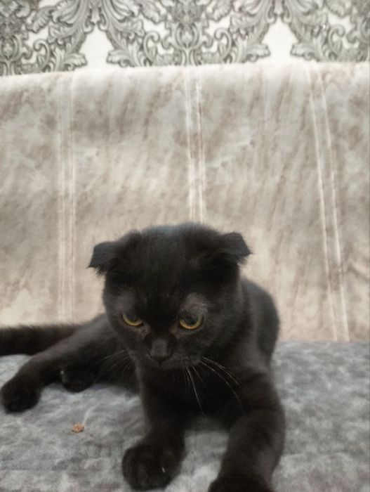 Sotiladi fold qiz mushuk