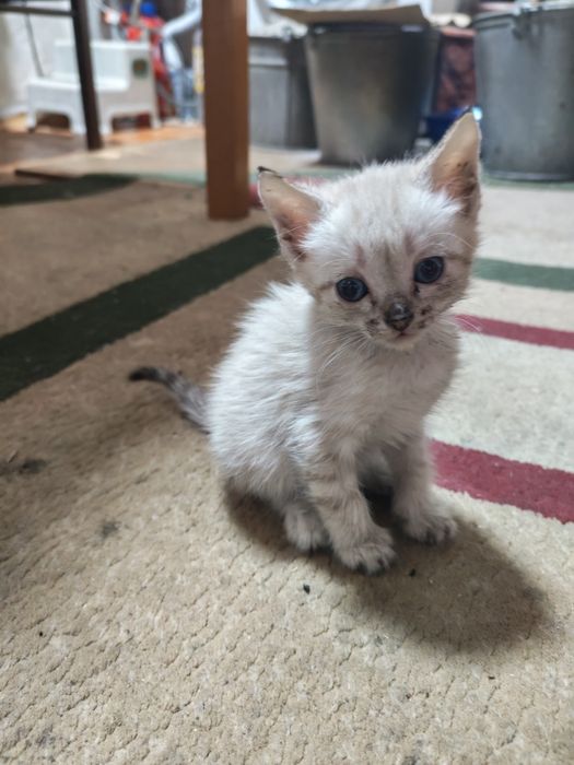 Отдам котёнка (1 мес) мальчик