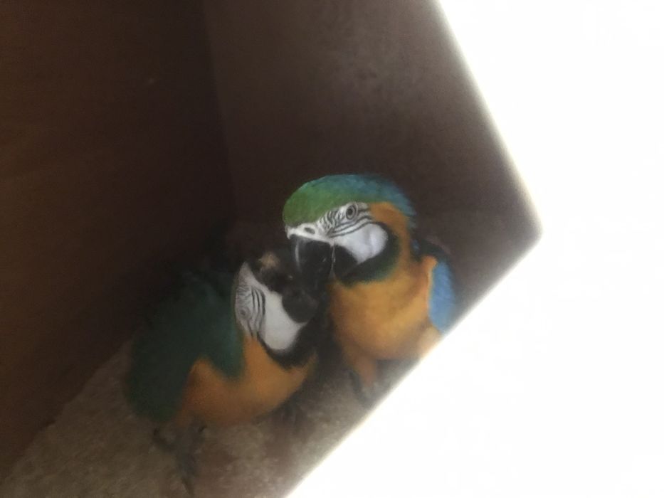 Двойка Папагал Ара